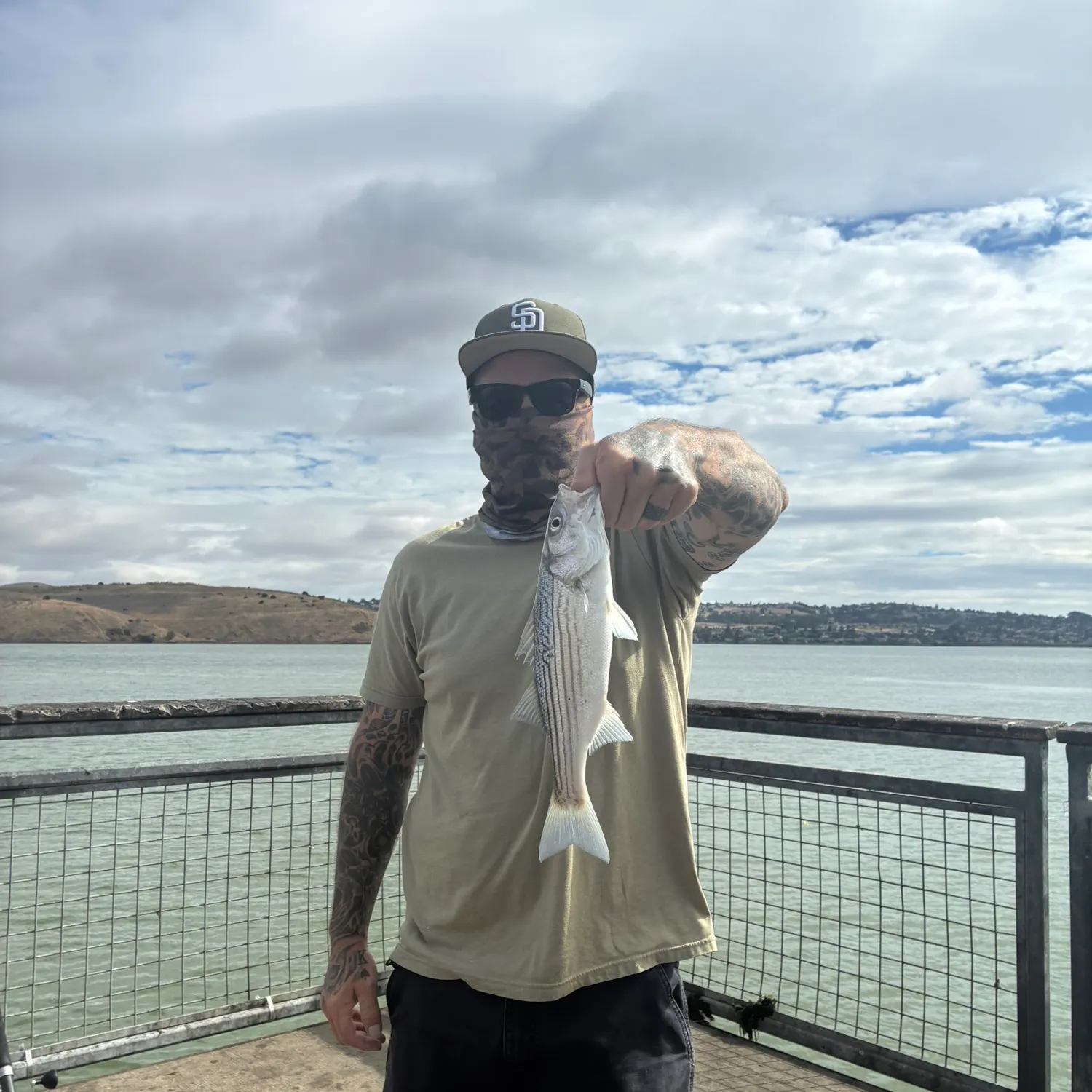 Striped bass caught on Fishbrain