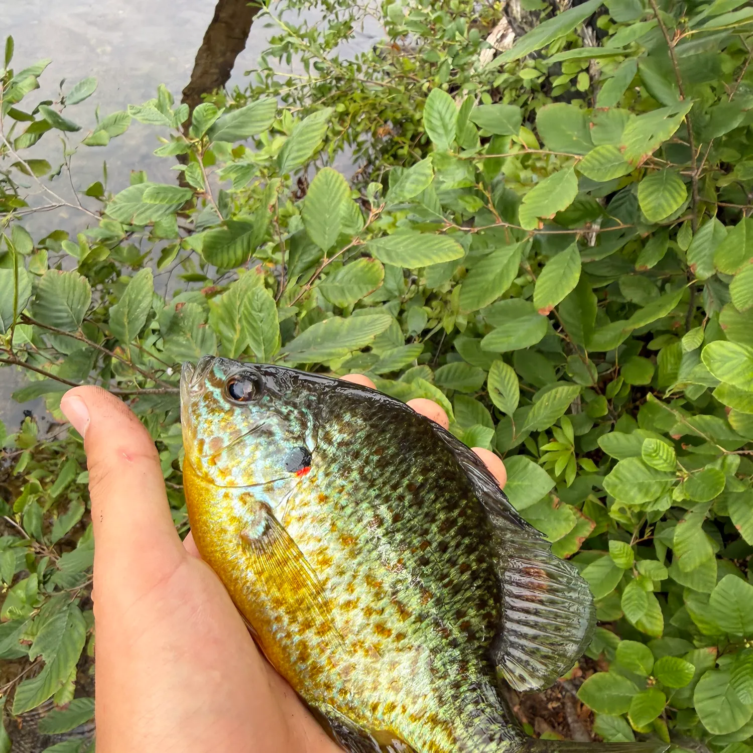 Pumpkinseed caught on Fishbrain