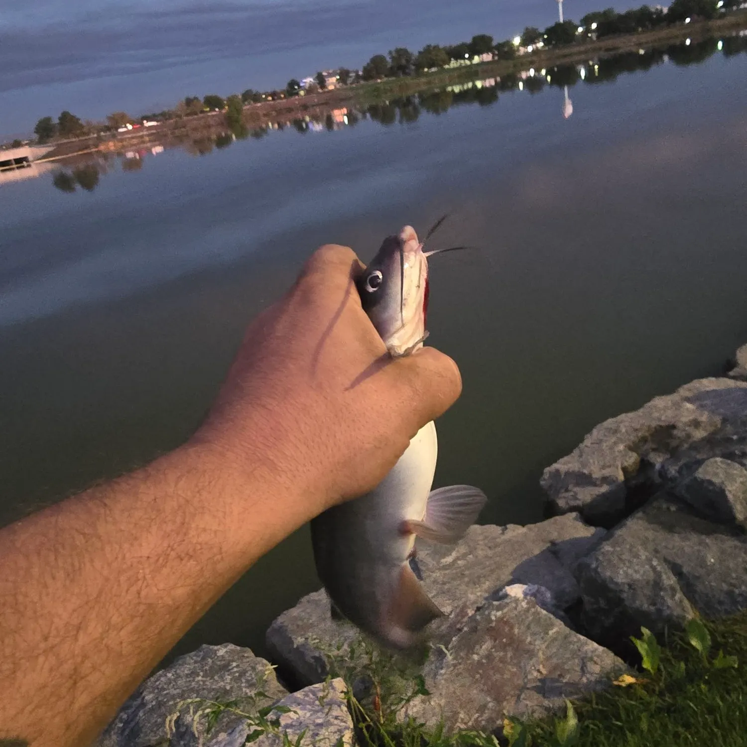 Channel catfish caught on Fishbrain