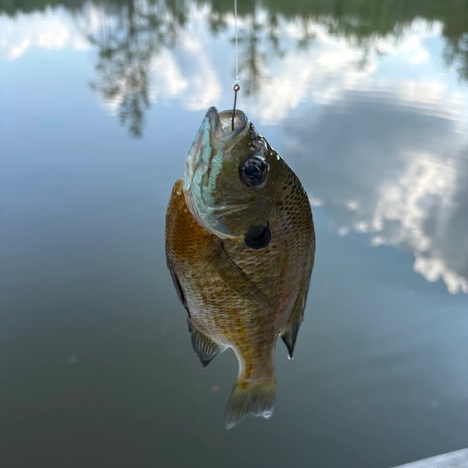 Bluegill caught on Fishbrain