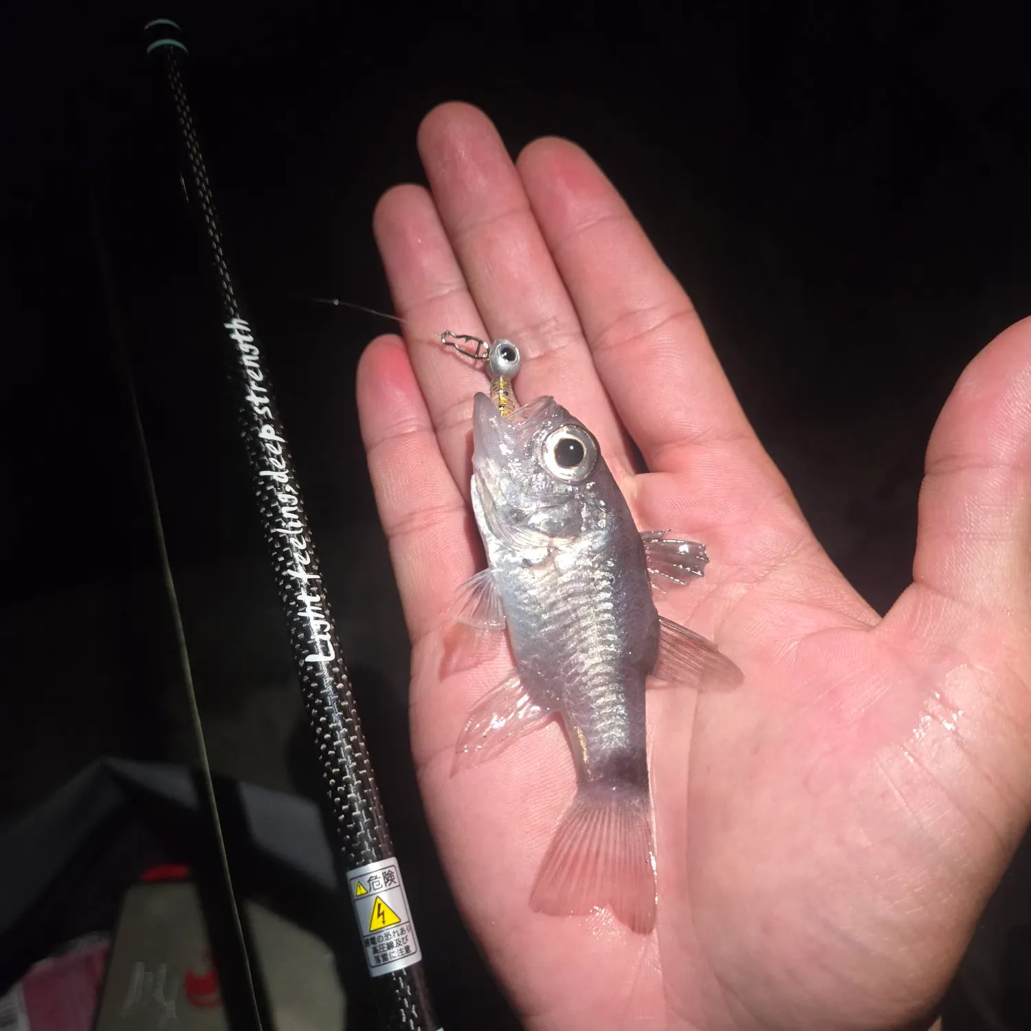 The most recent Iridescent cardinalfish catches on Fishbrain