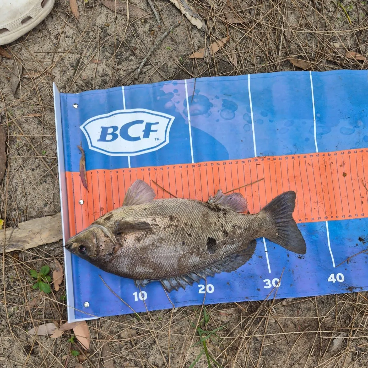 The most recent Bidyan perch catches on Fishbrain