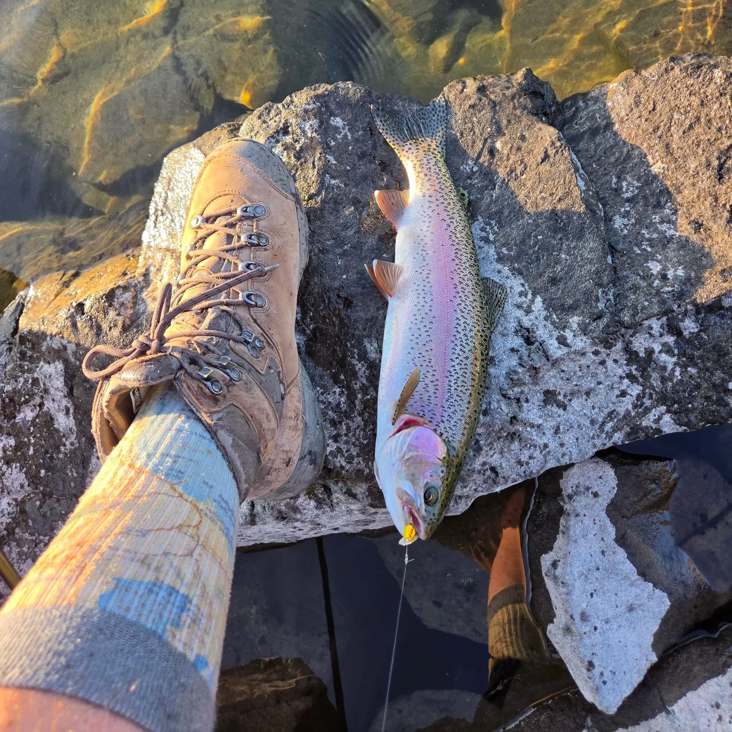 Rainbow trout caught on Fishbrain