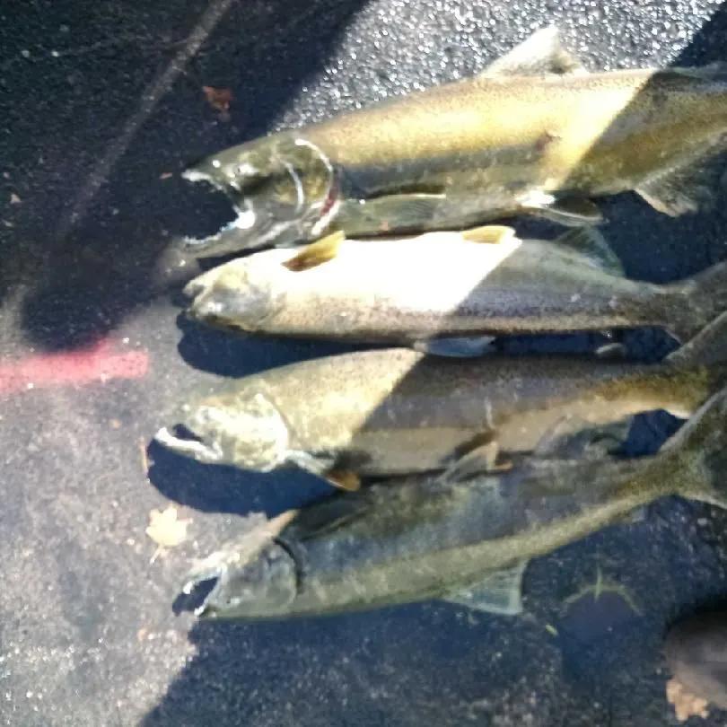 Chinook salmon caught on Fishbrain