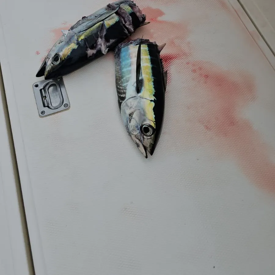 The most recent Blackfin tuna catches on Fishbrain