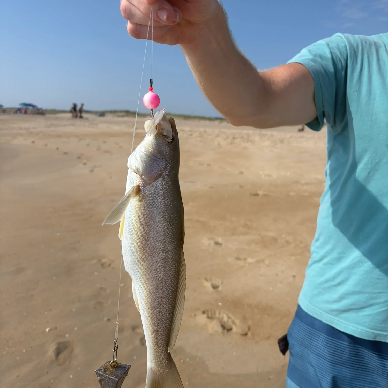 Gulf kingcroaker caught on Fishbrain