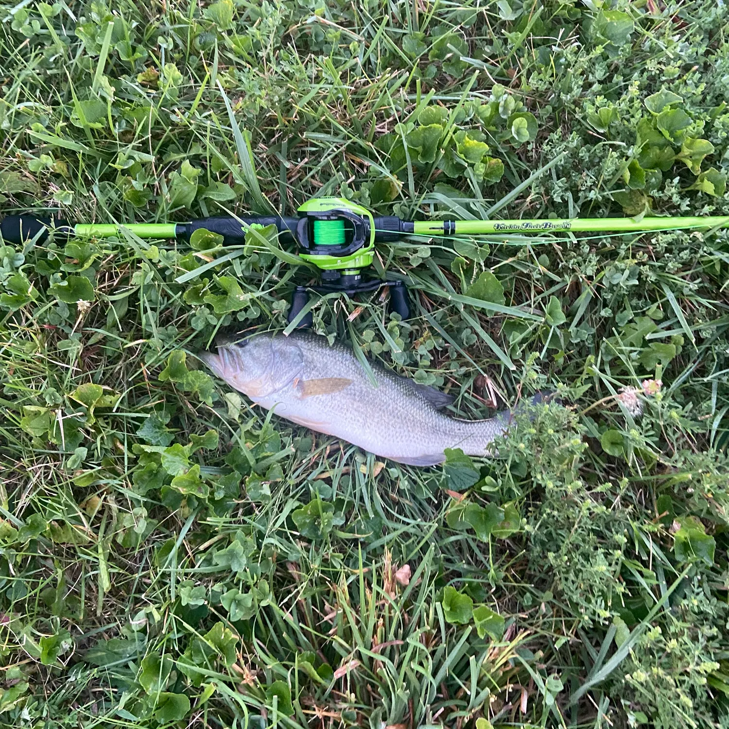 Fish caught on Fishbrain