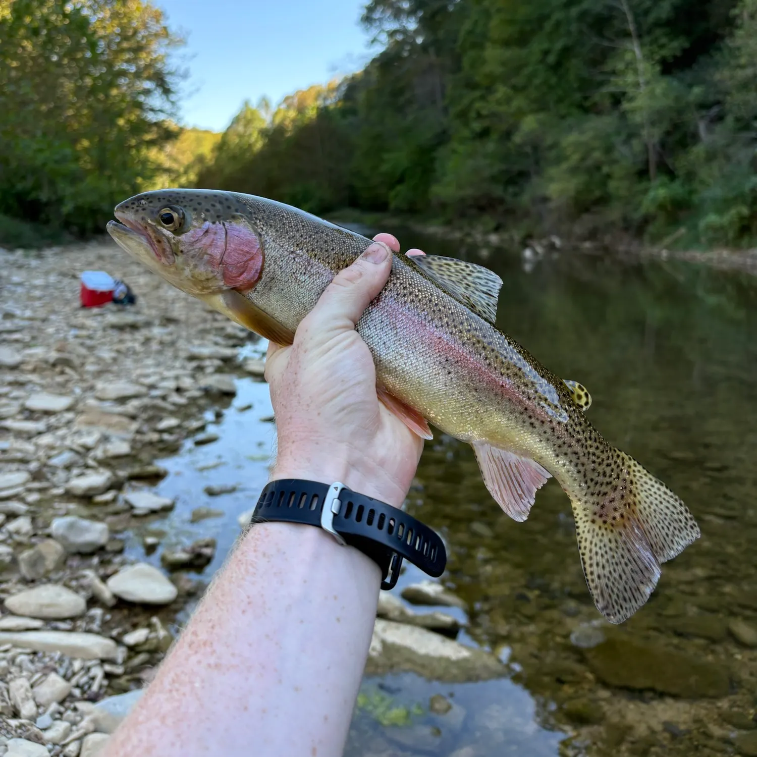 Rainbow trout caught on Fishbrain