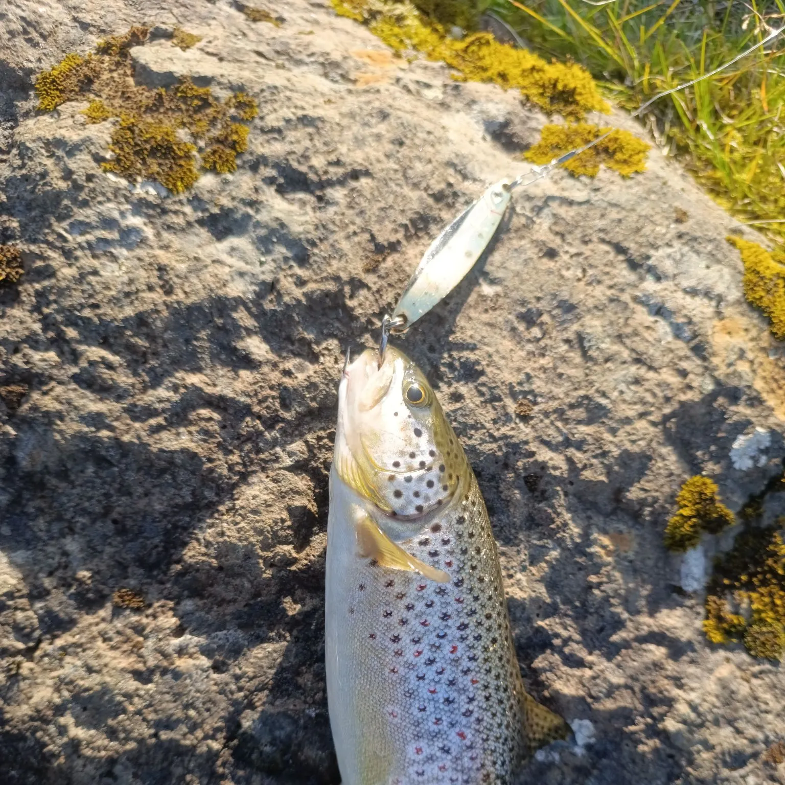 Brown trout caught on Fishbrain