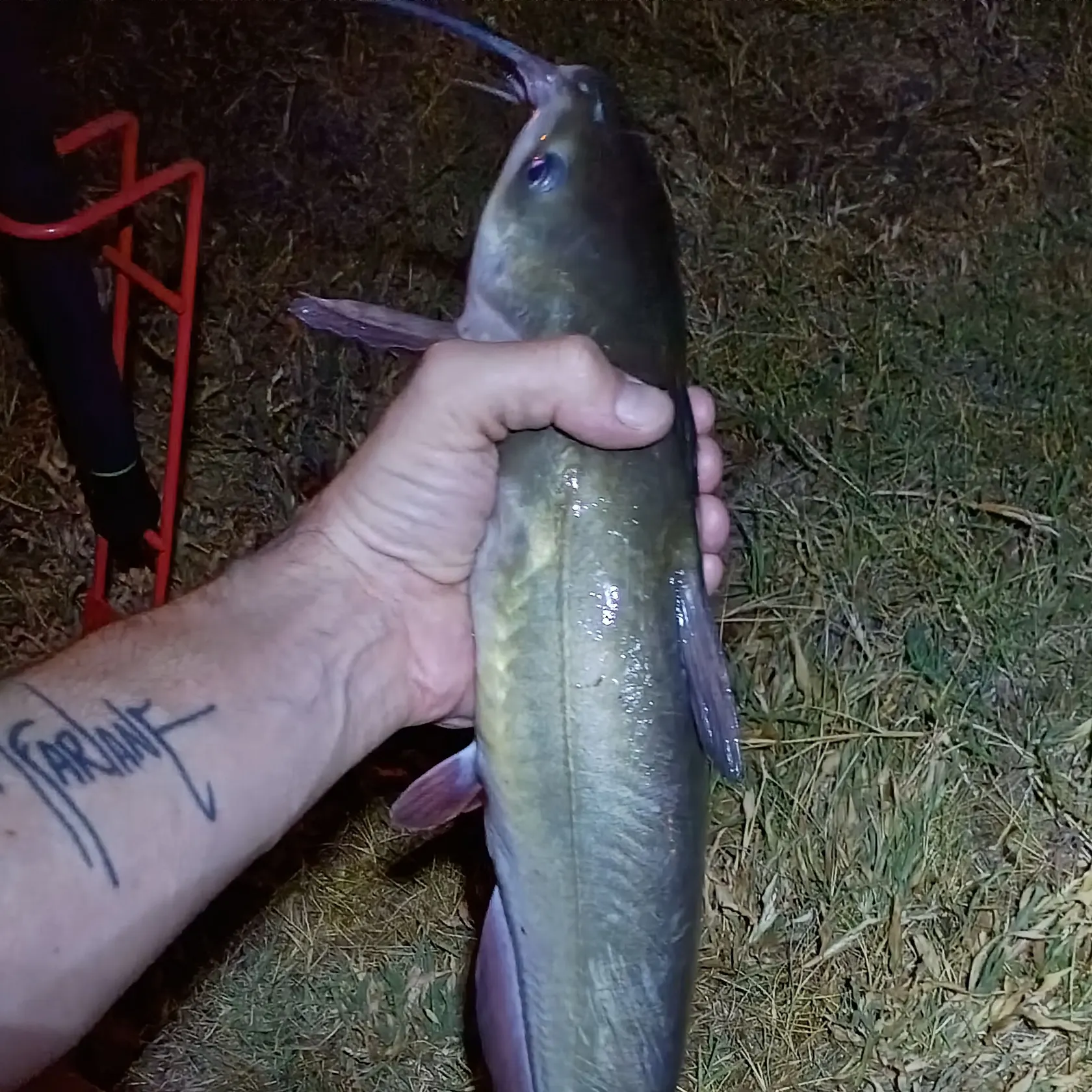 Channel catfish caught on Fishbrain
