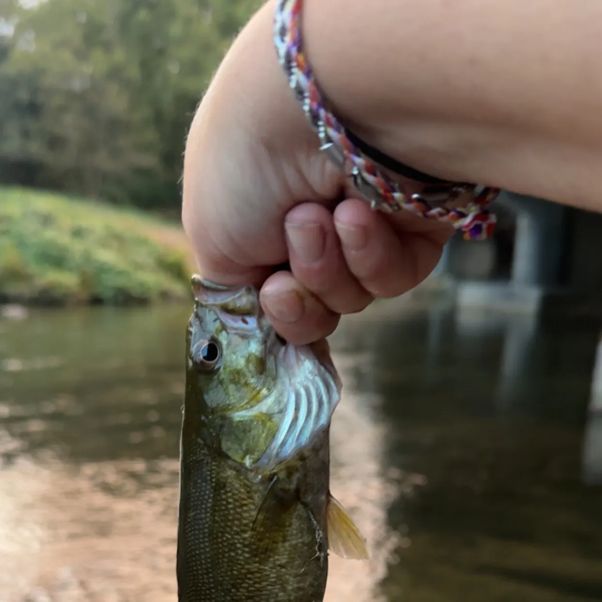 Smallmouth bass caught on Fishbrain