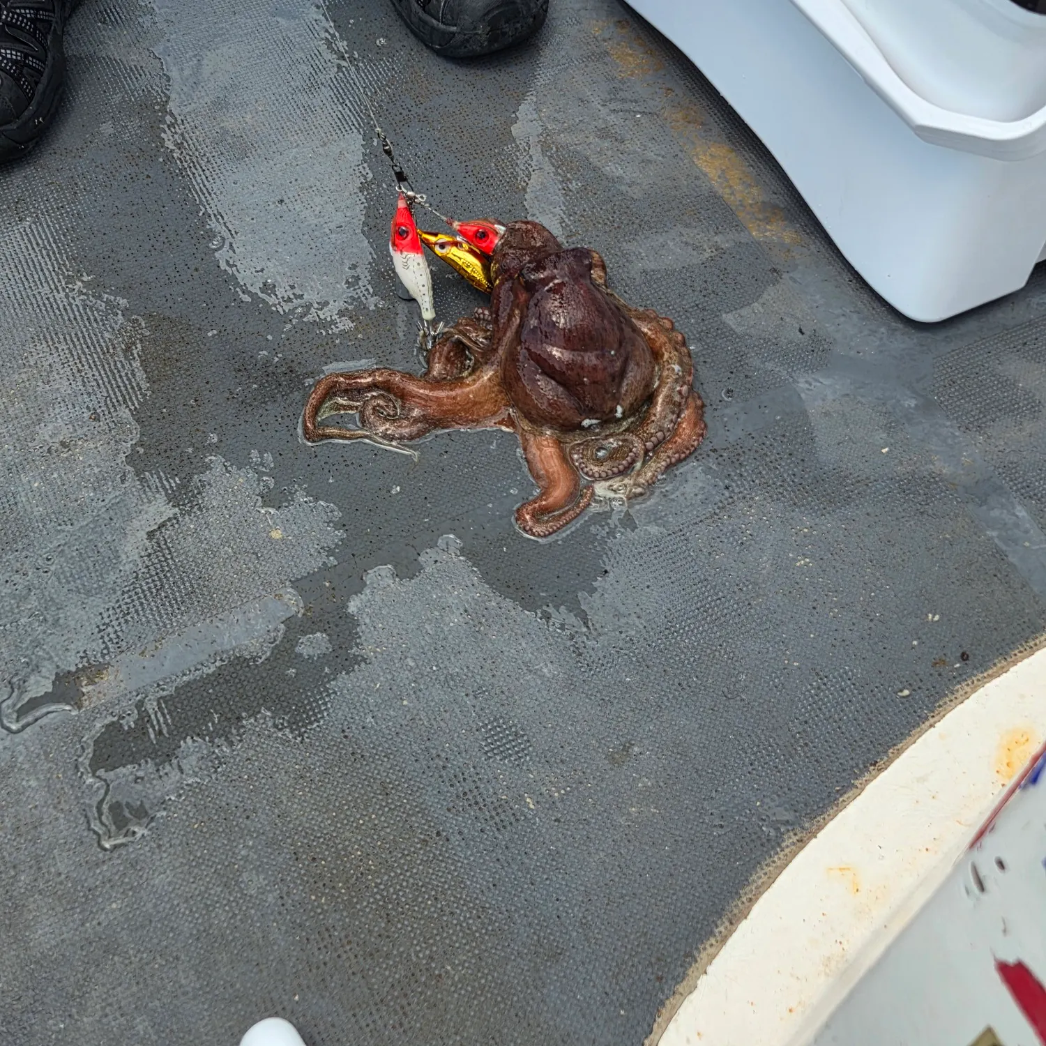 The most recent Common octopus catches on Fishbrain