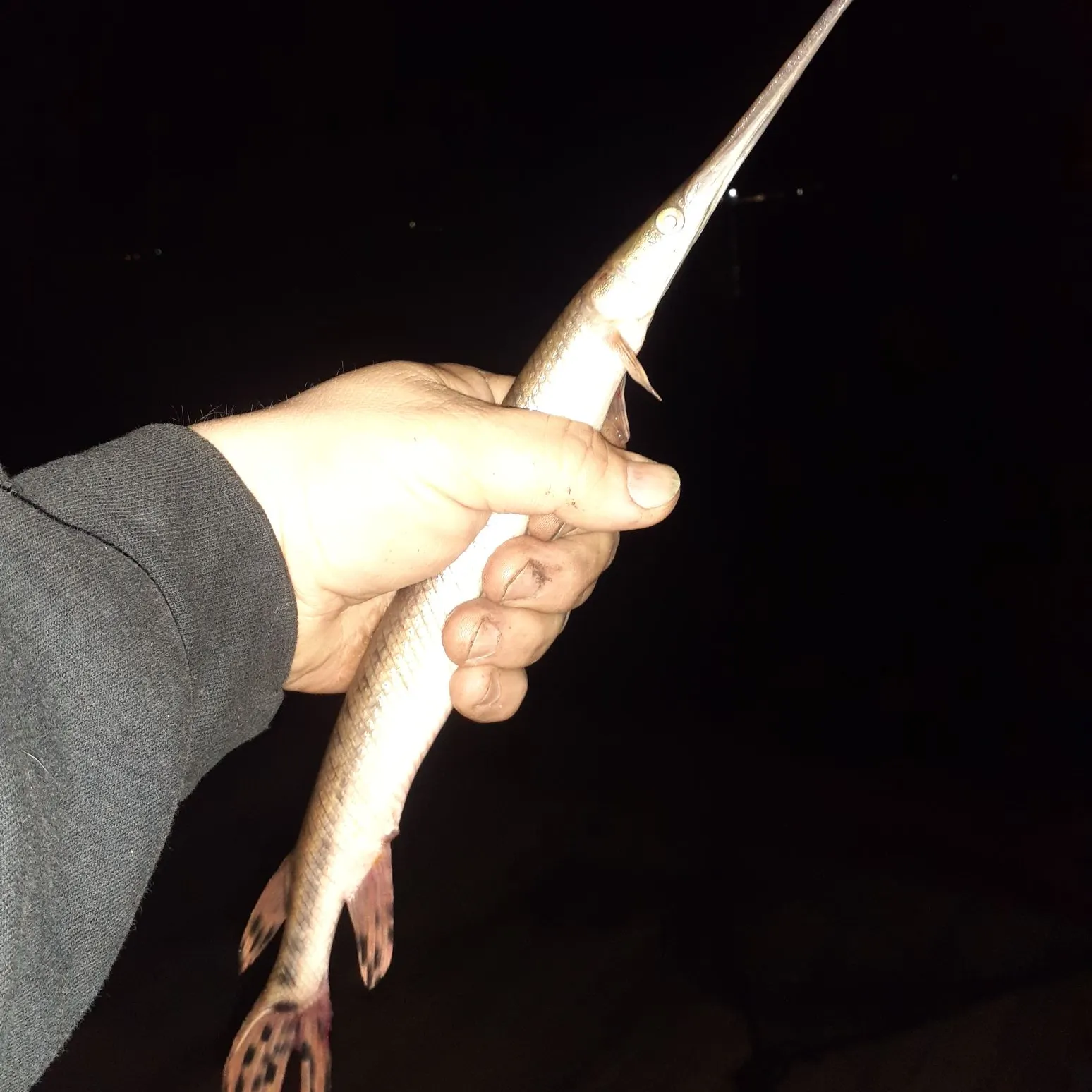 The most recent Longnose gar catches on Fishbrain