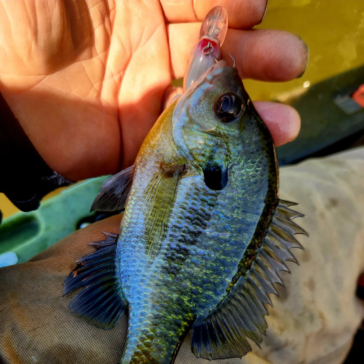 The most recent Bluegill catches on Fishbrain