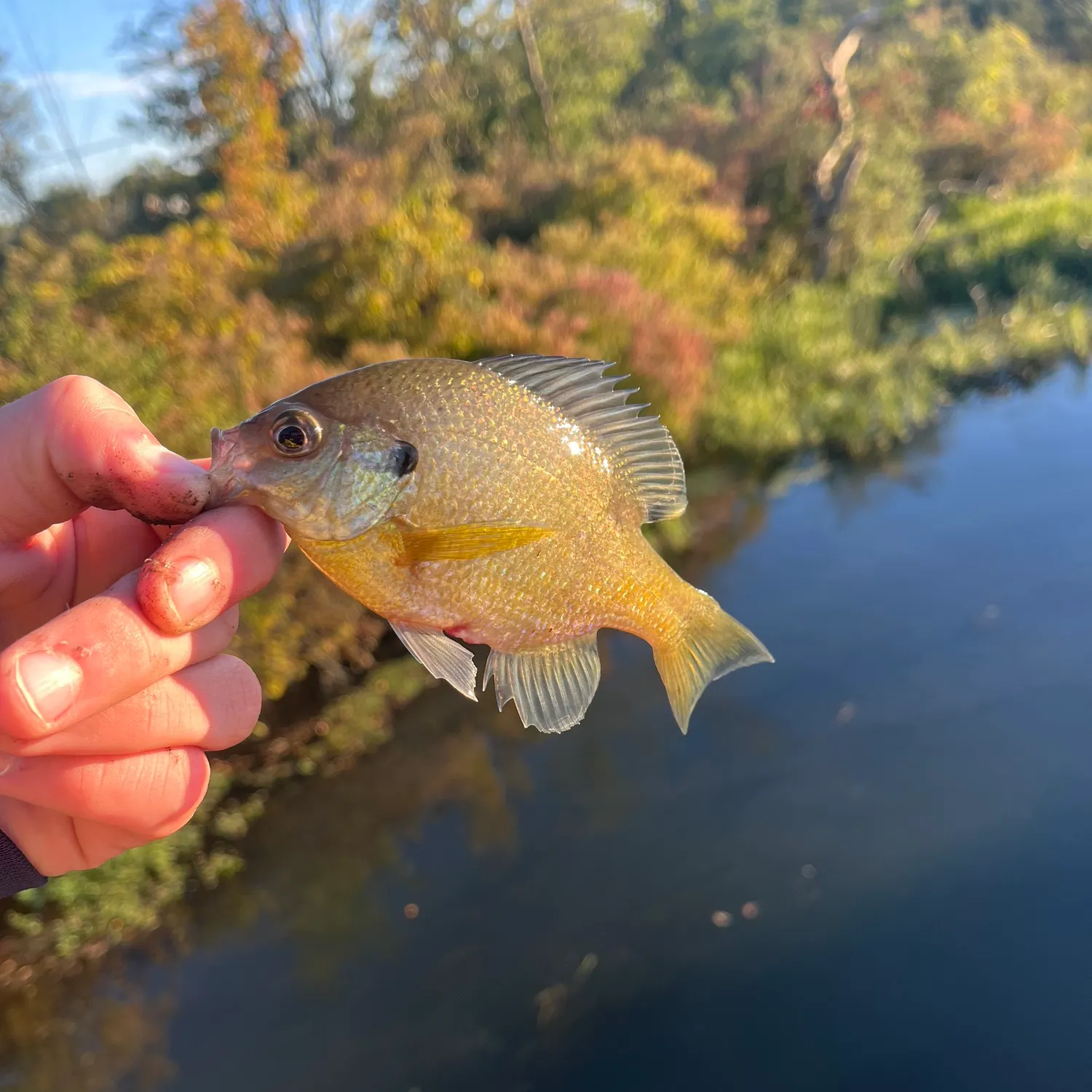 Bluegill caught on Fishbrain