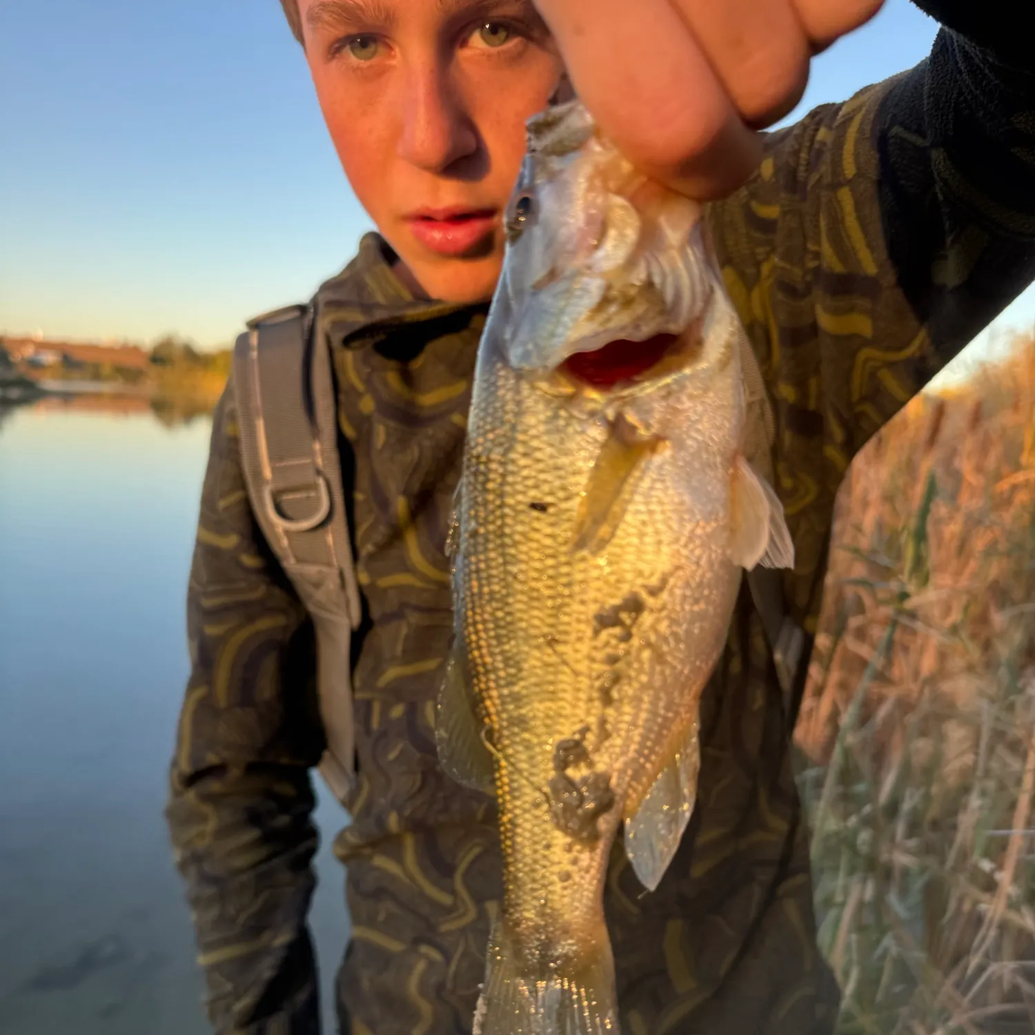 Largemouth bass caught on Fishbrain