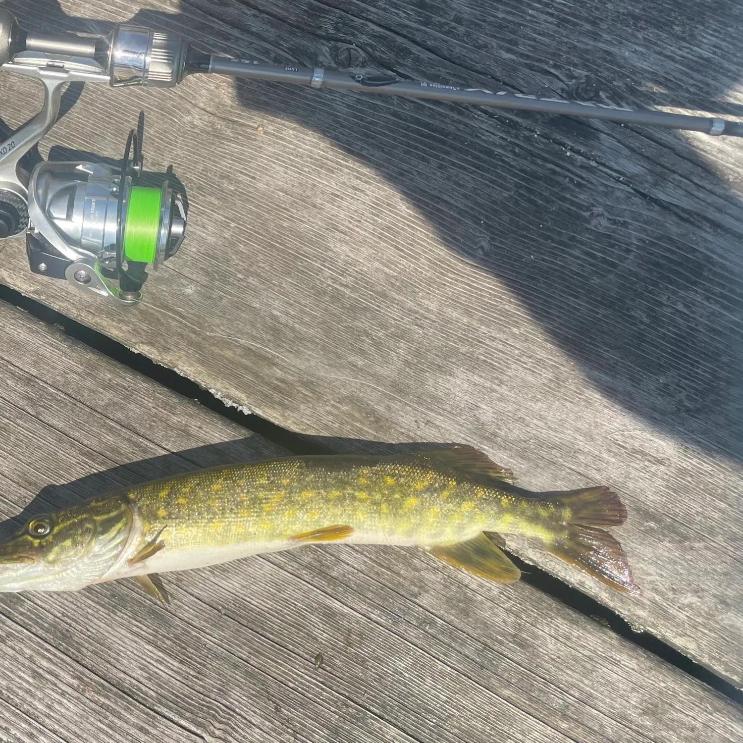 recently logged catches