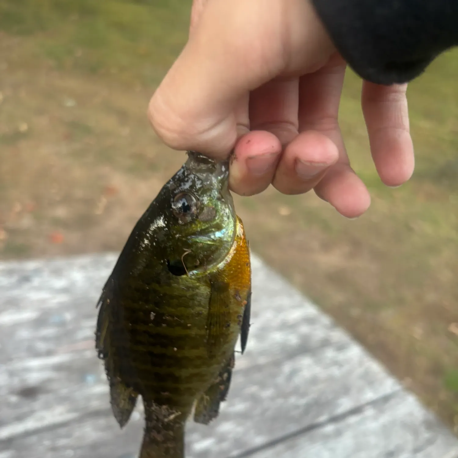 Bluegill caught on Fishbrain