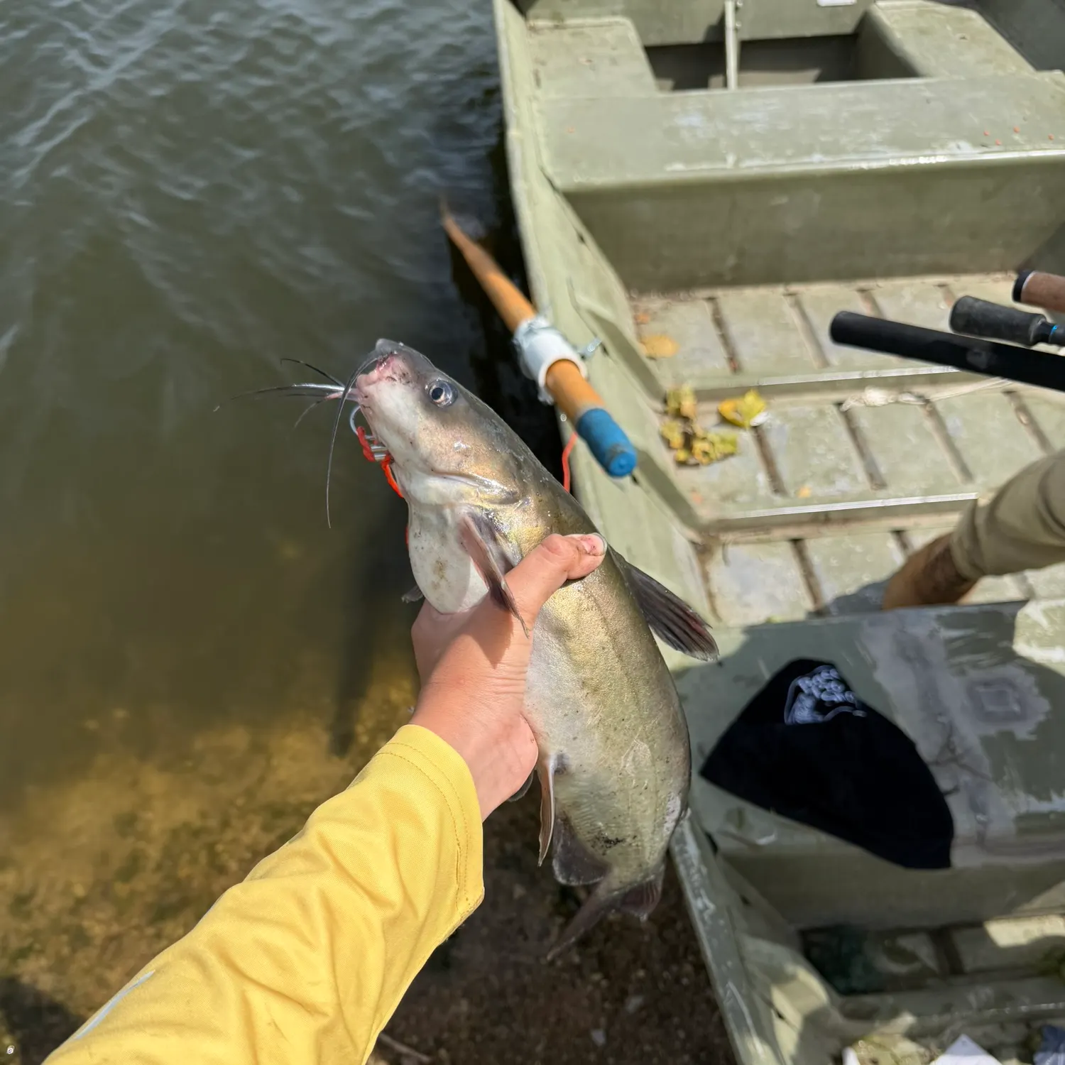 Channel catfish caught on Fishbrain