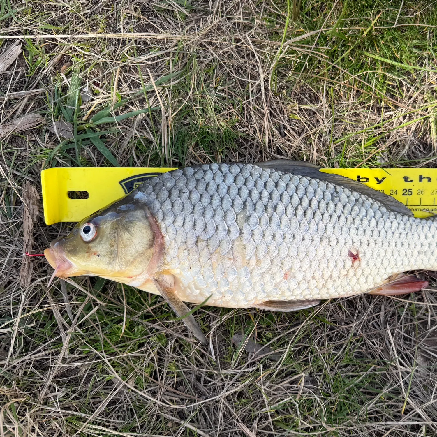 Common carp caught on Fishbrain