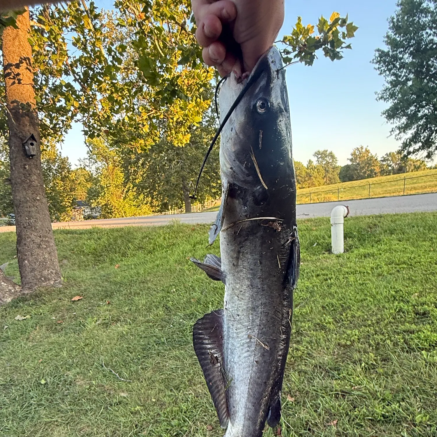 Channel catfish caught on Fishbrain