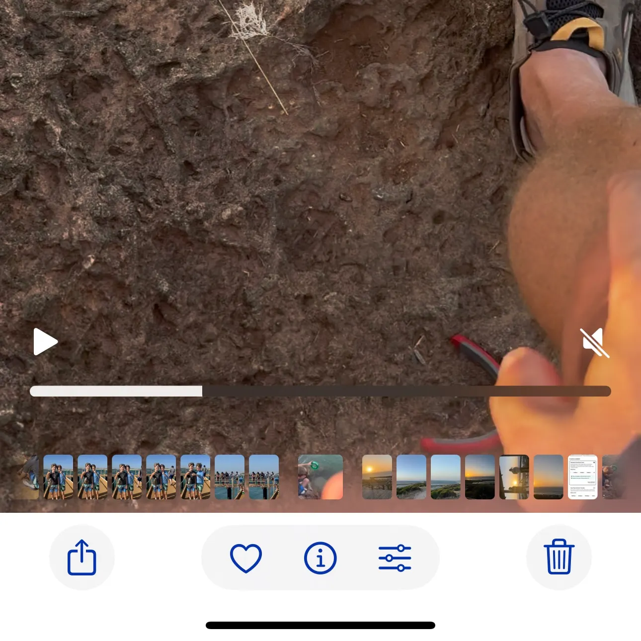 The most recent Gulf wobbegong catches on Fishbrain