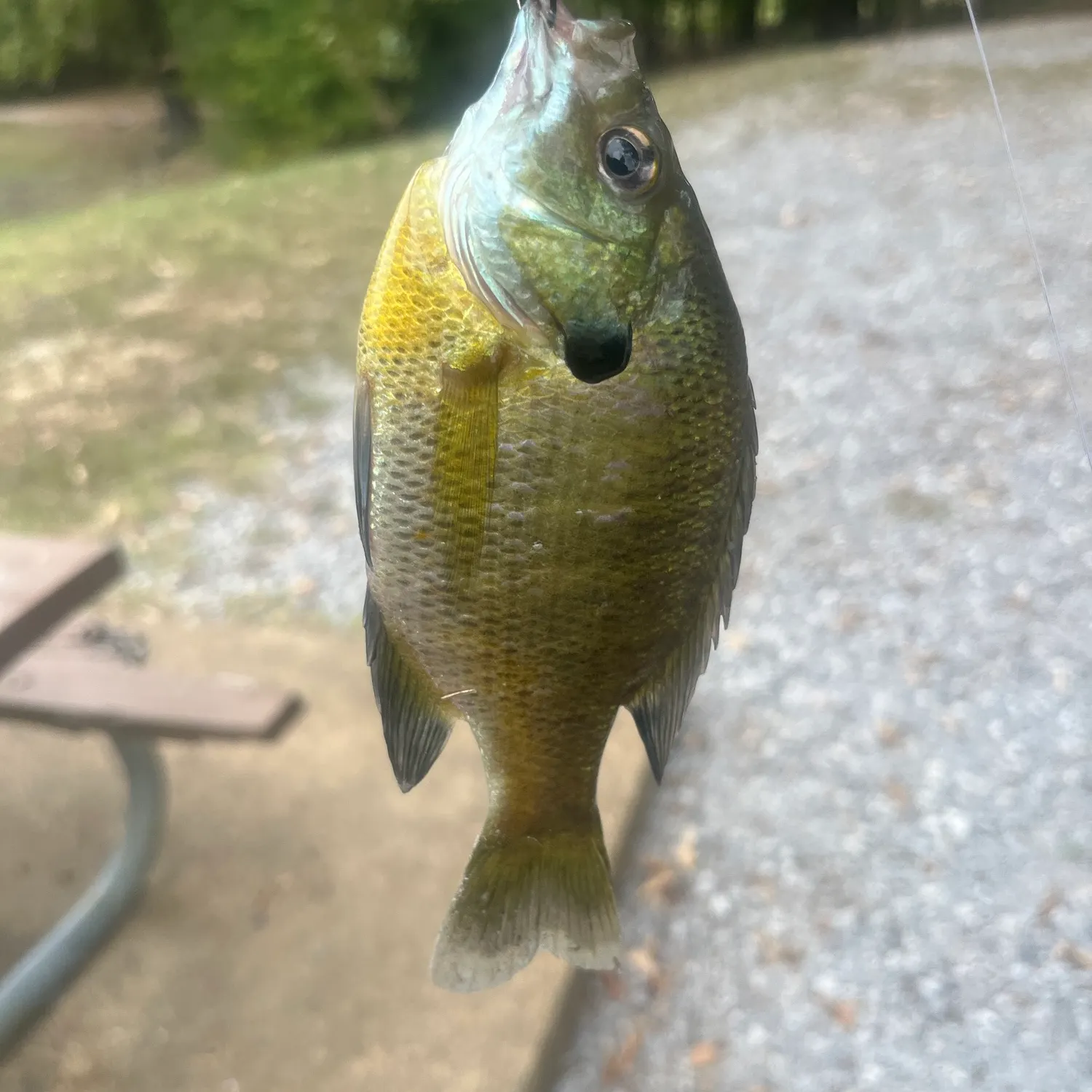 Bluegill caught on Fishbrain