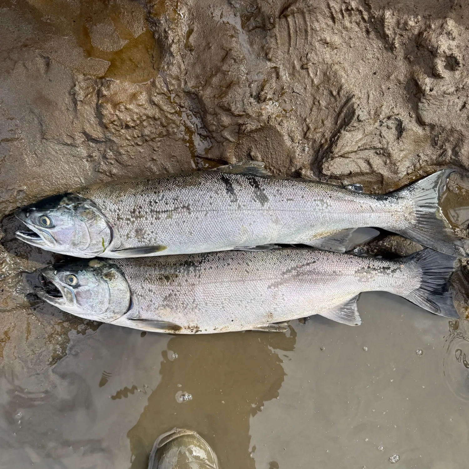 Coho salmon caught on Fishbrain