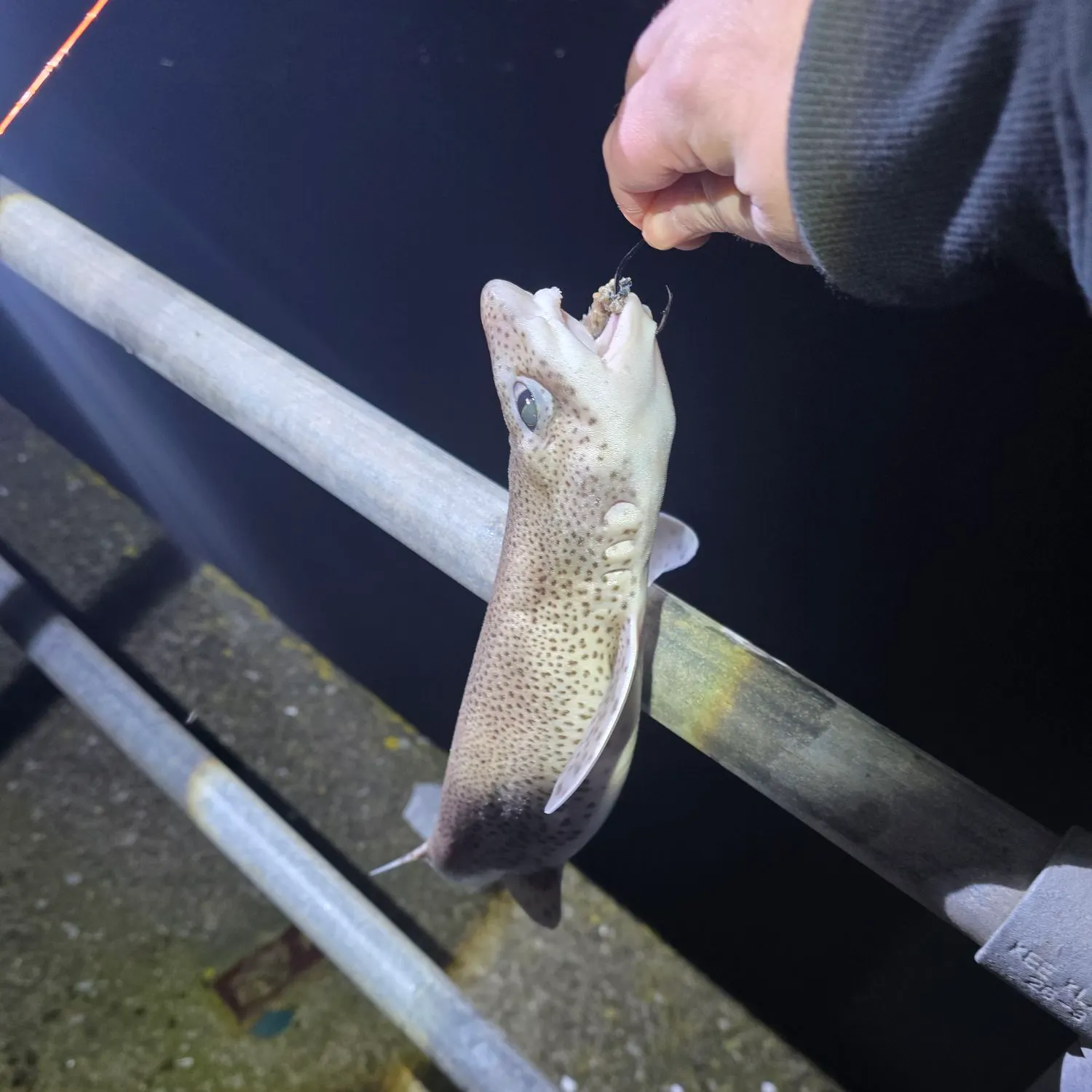 The most recent Lesser spotted dogfish catches on Fishbrain