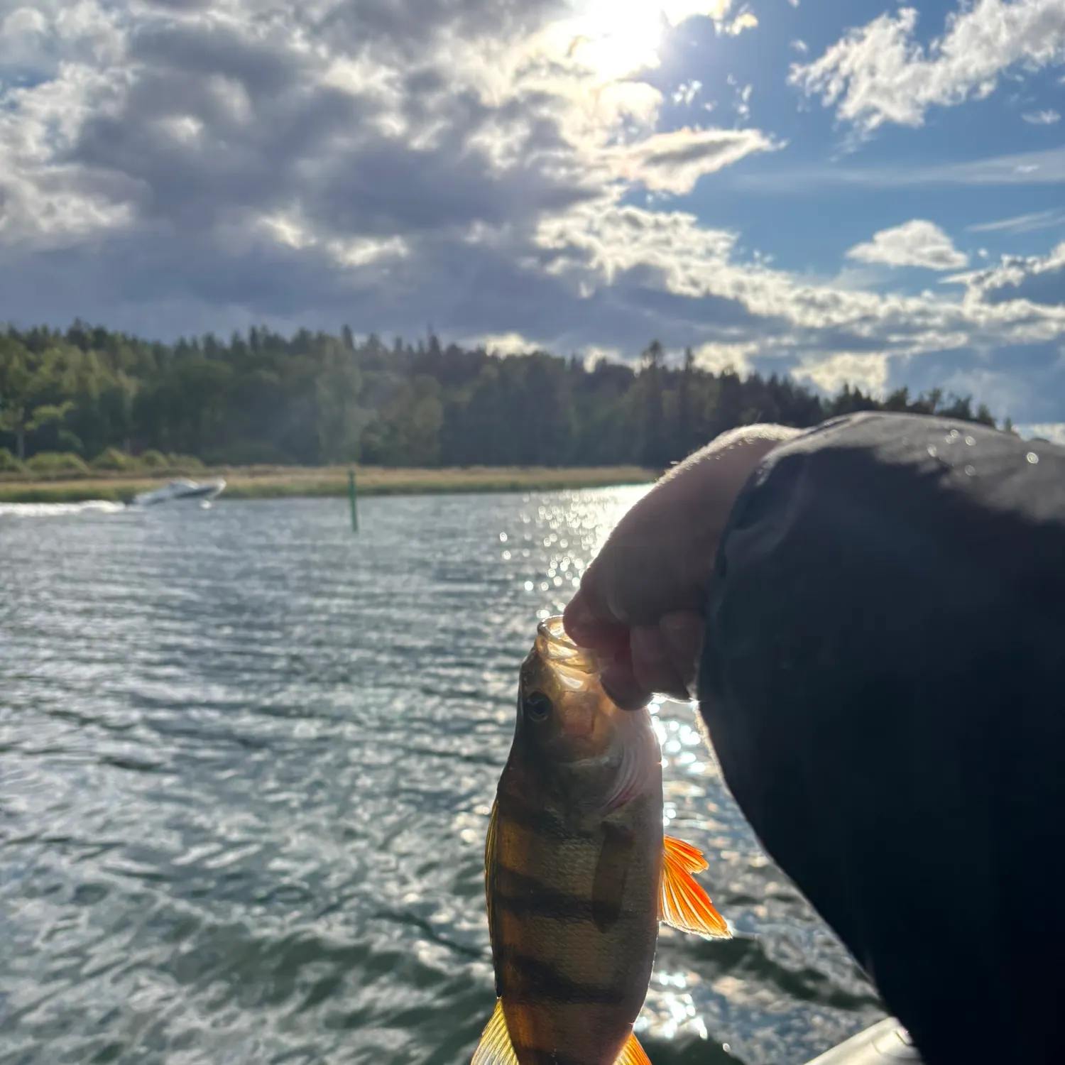 European perch caught on Fishbrain