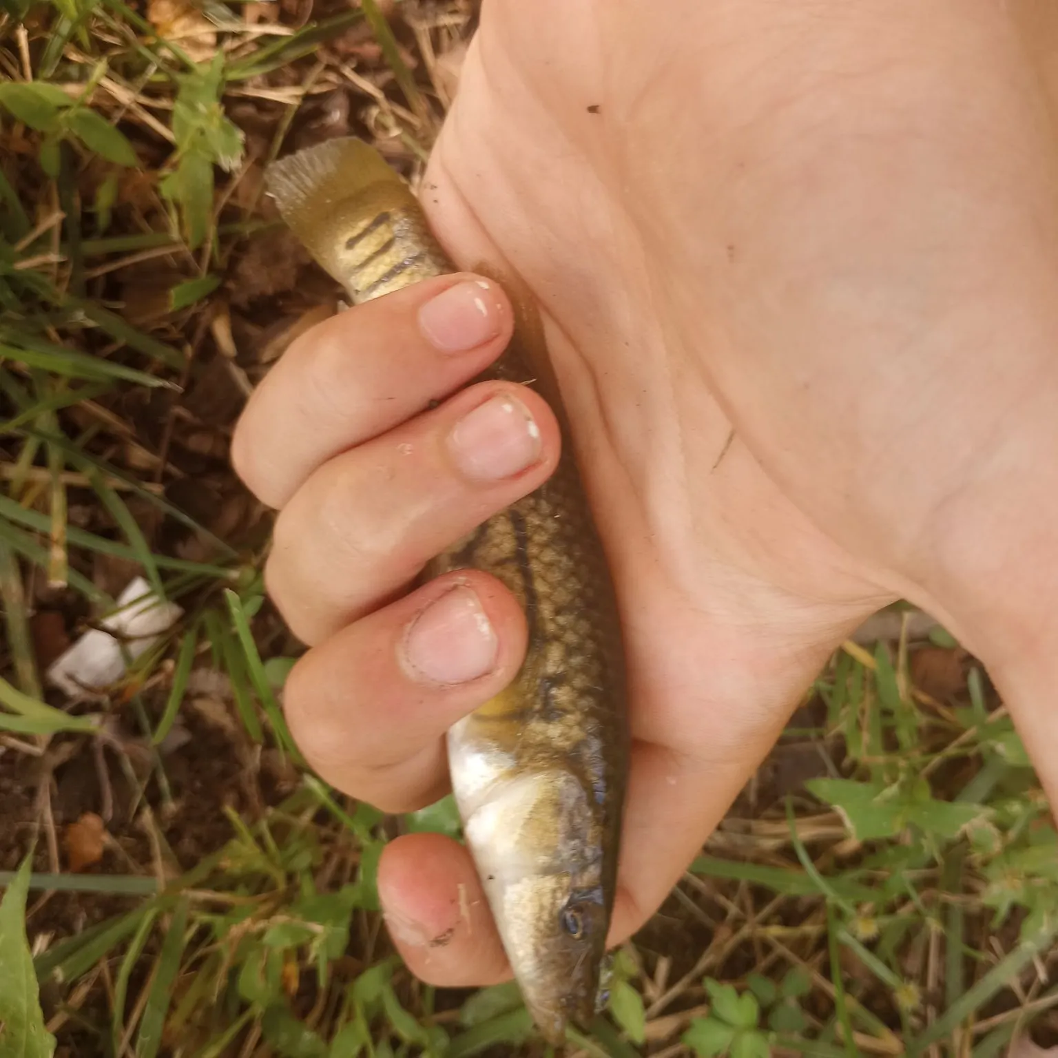The most recent Striped killifish catches on Fishbrain