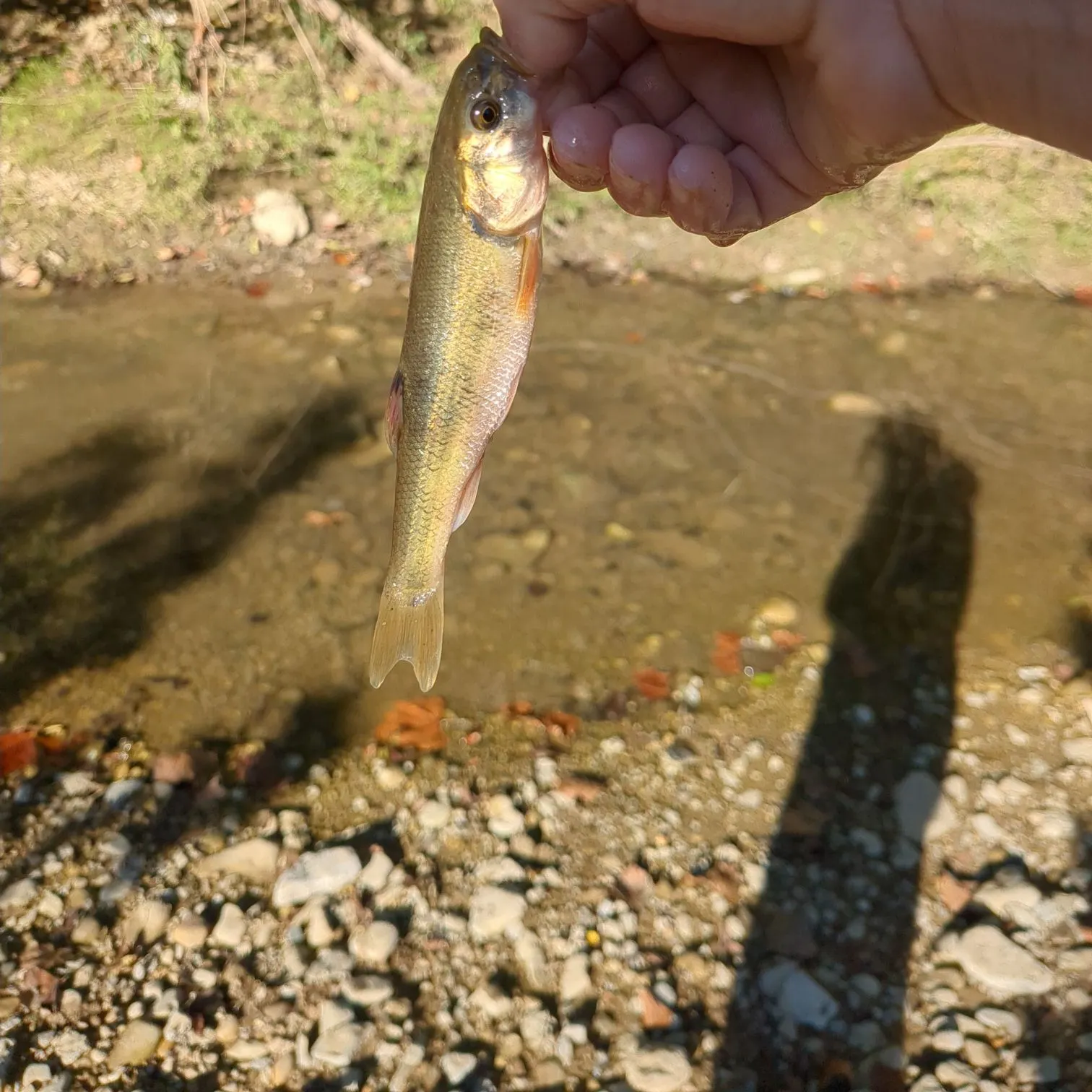 Creek chub caught on Fishbrain