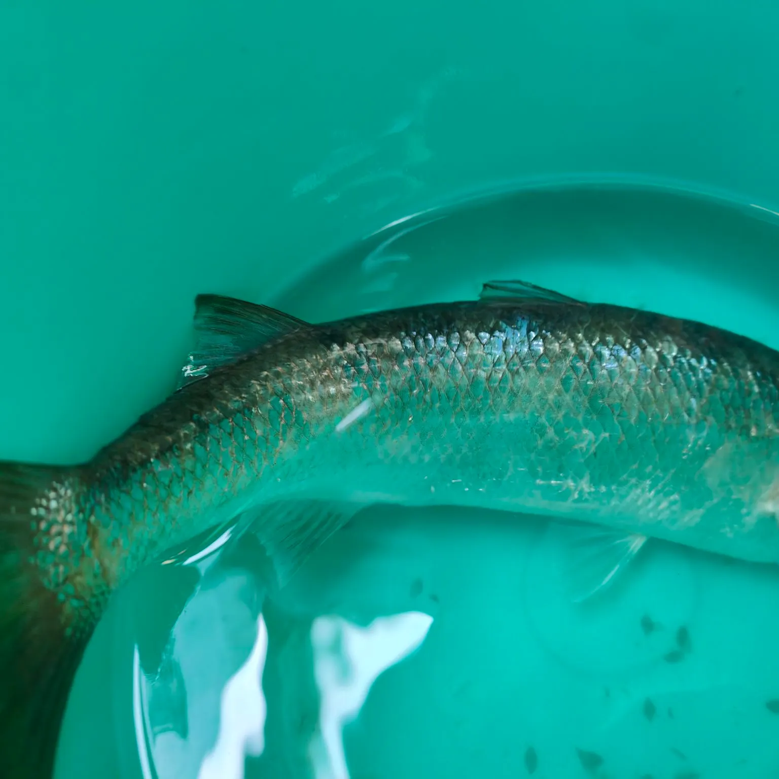 Striped mullet caught on Fishbrain