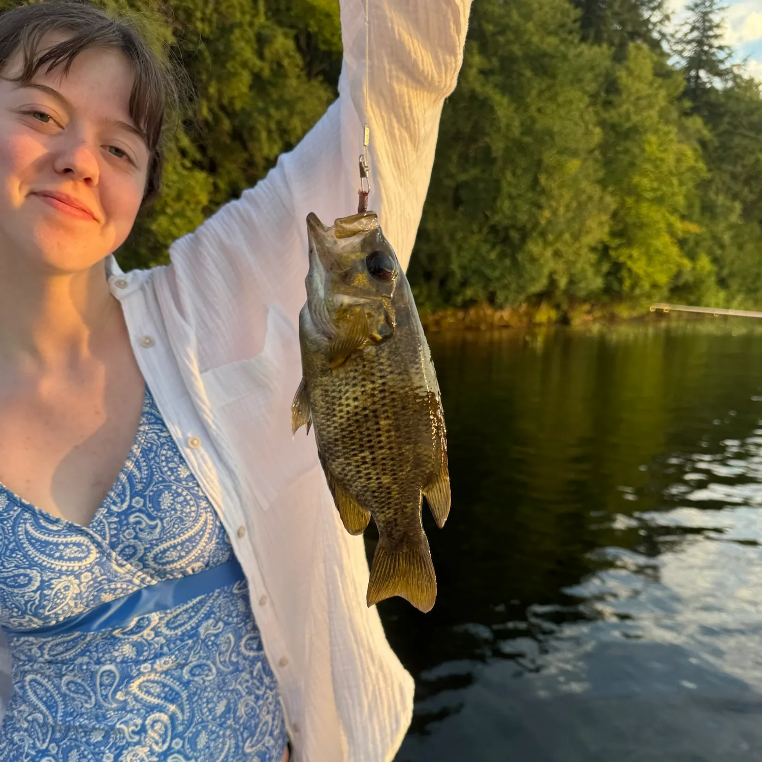 Rock bass caught on Fishbrain