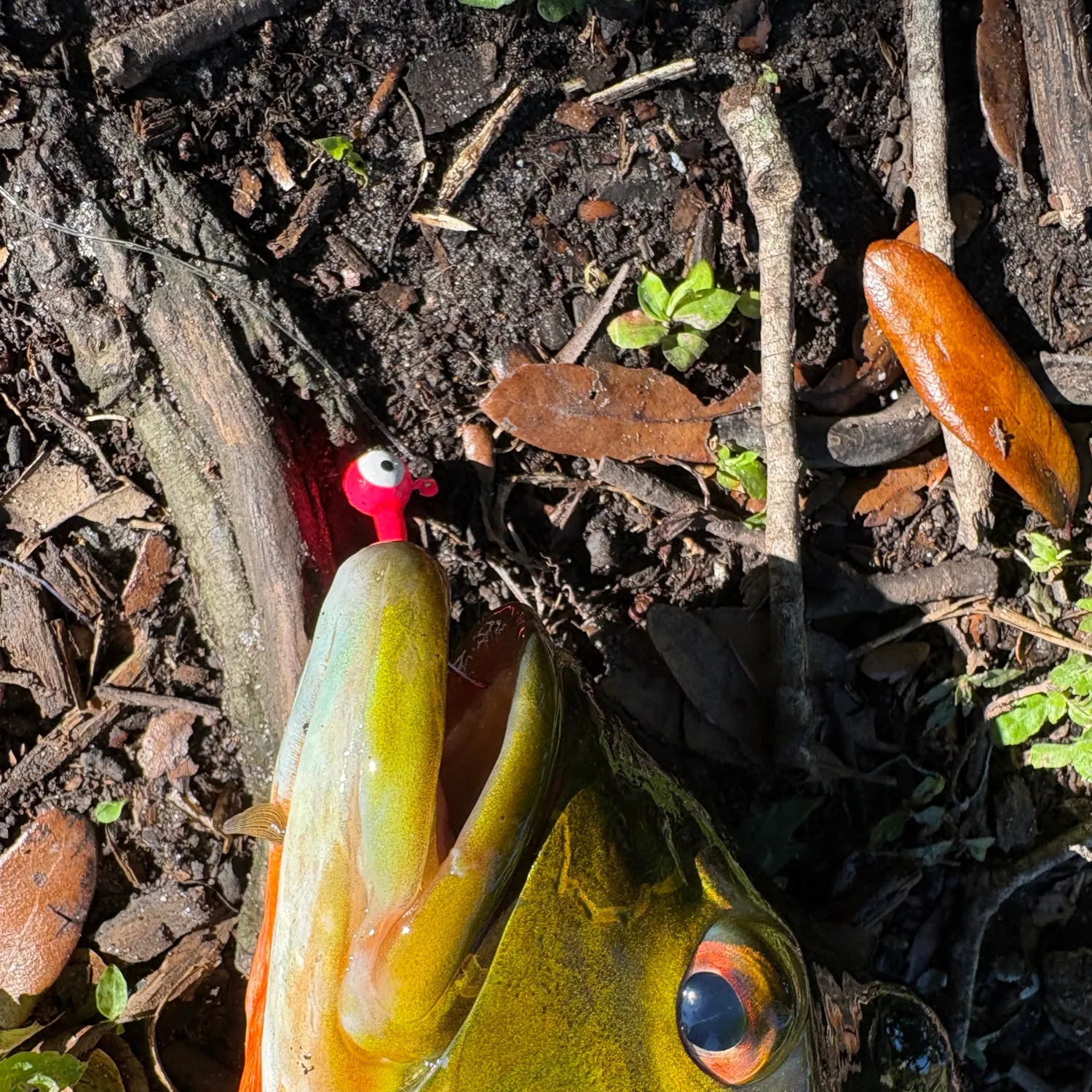 The most recent Butterfly peacock bass catches on Fishbrain
