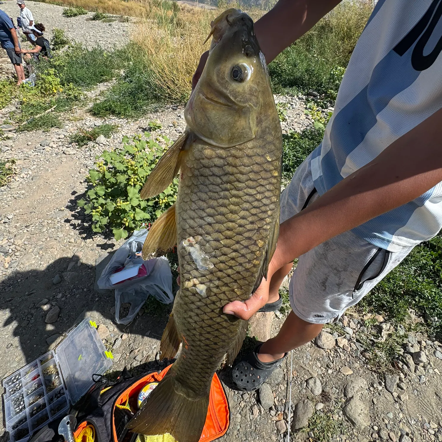 Common carp caught on Fishbrain