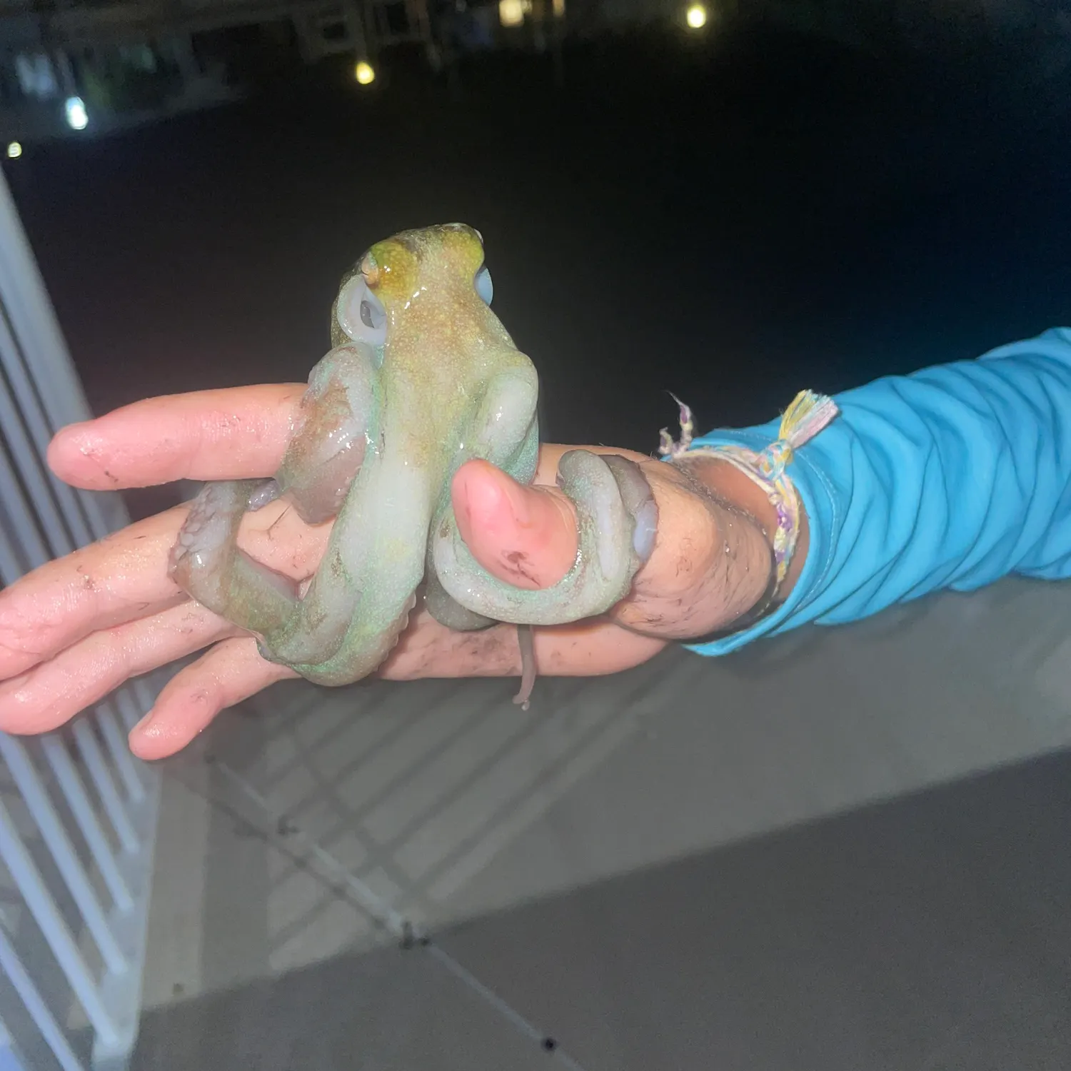 The most recent Caribbean reef octopus catches on Fishbrain