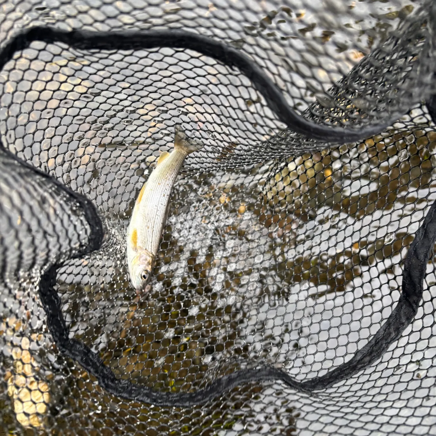 The most recent Arctic grayling catches on Fishbrain