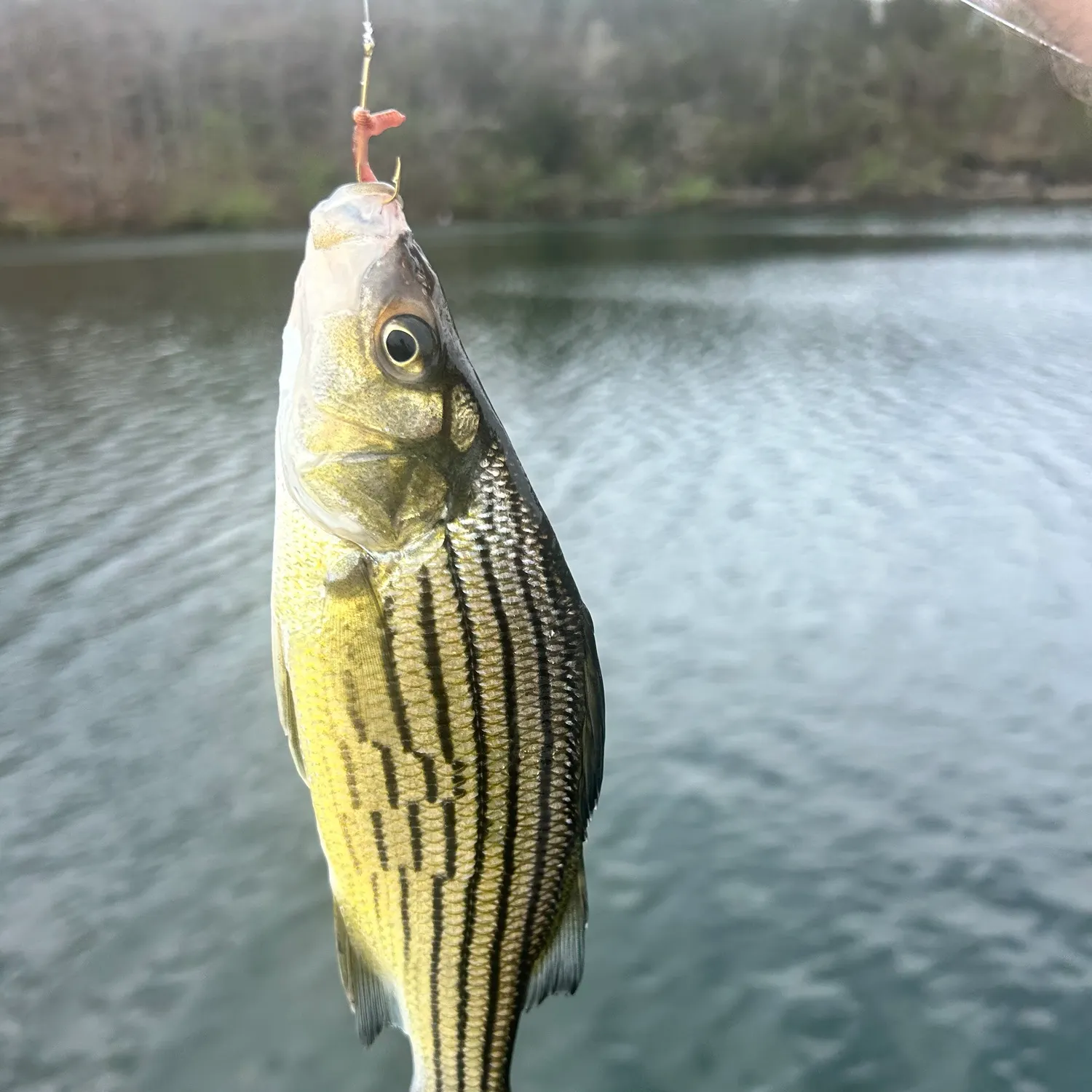 The most recent Yellow bass catches on Fishbrain