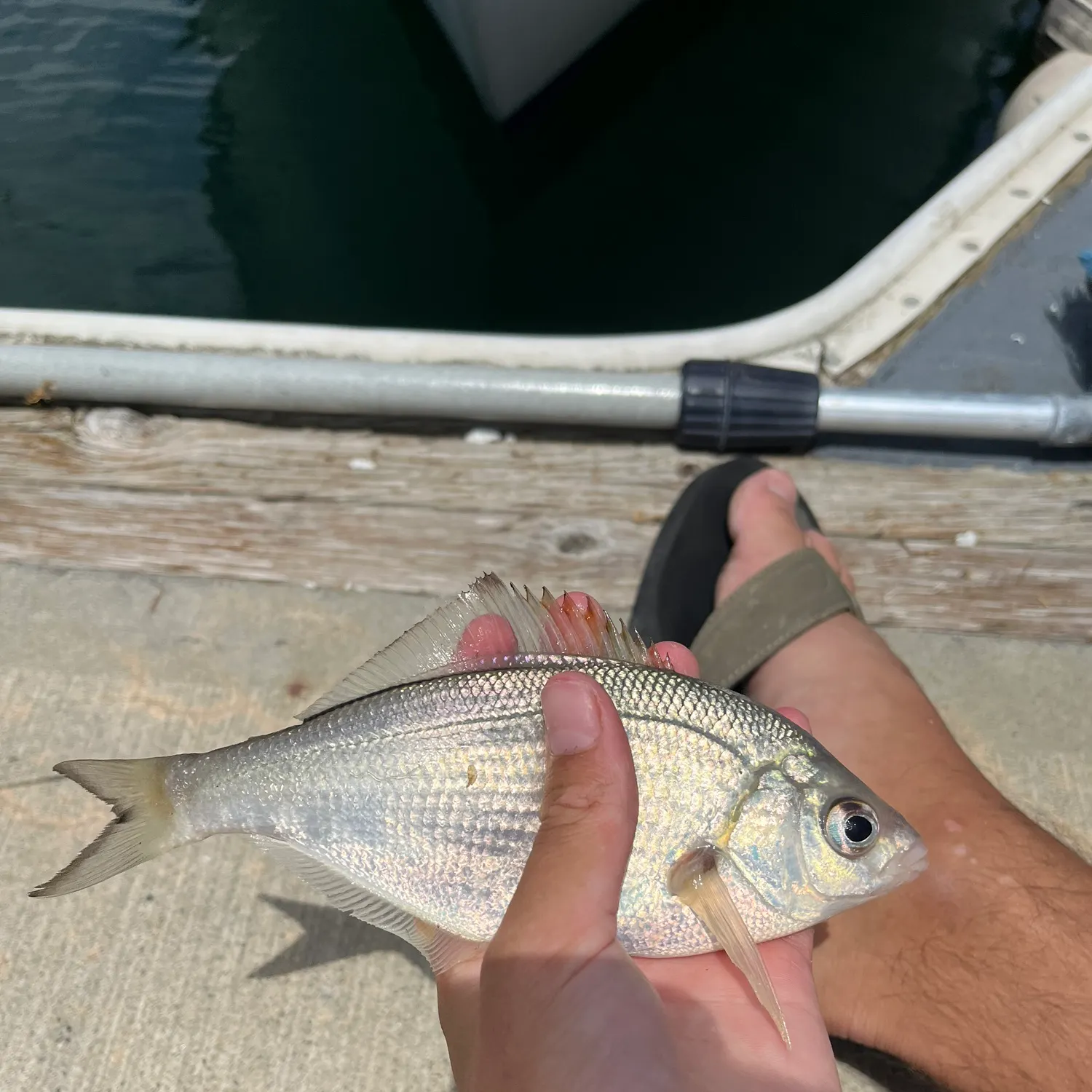 The most recent White seaperch catches on Fishbrain