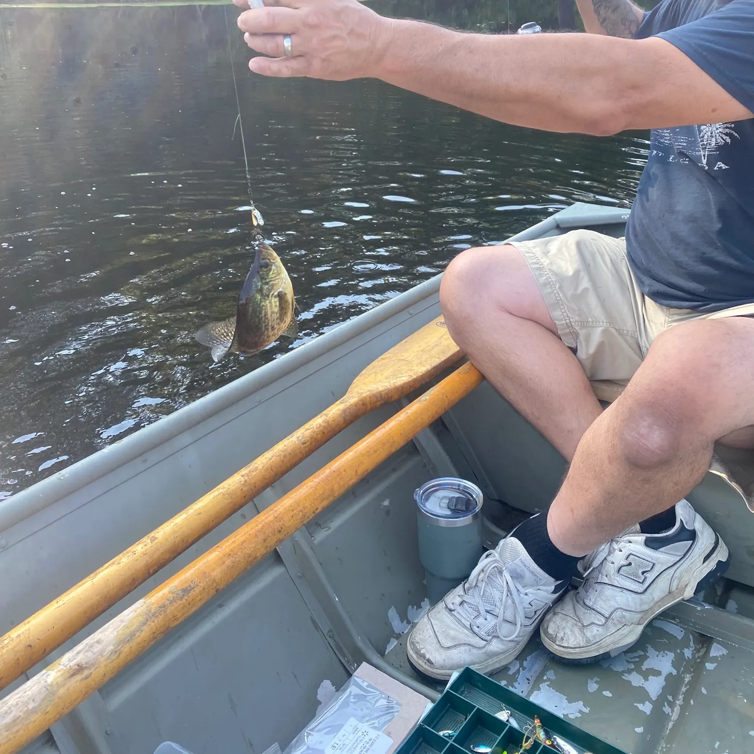 Black crappie caught on Fishbrain