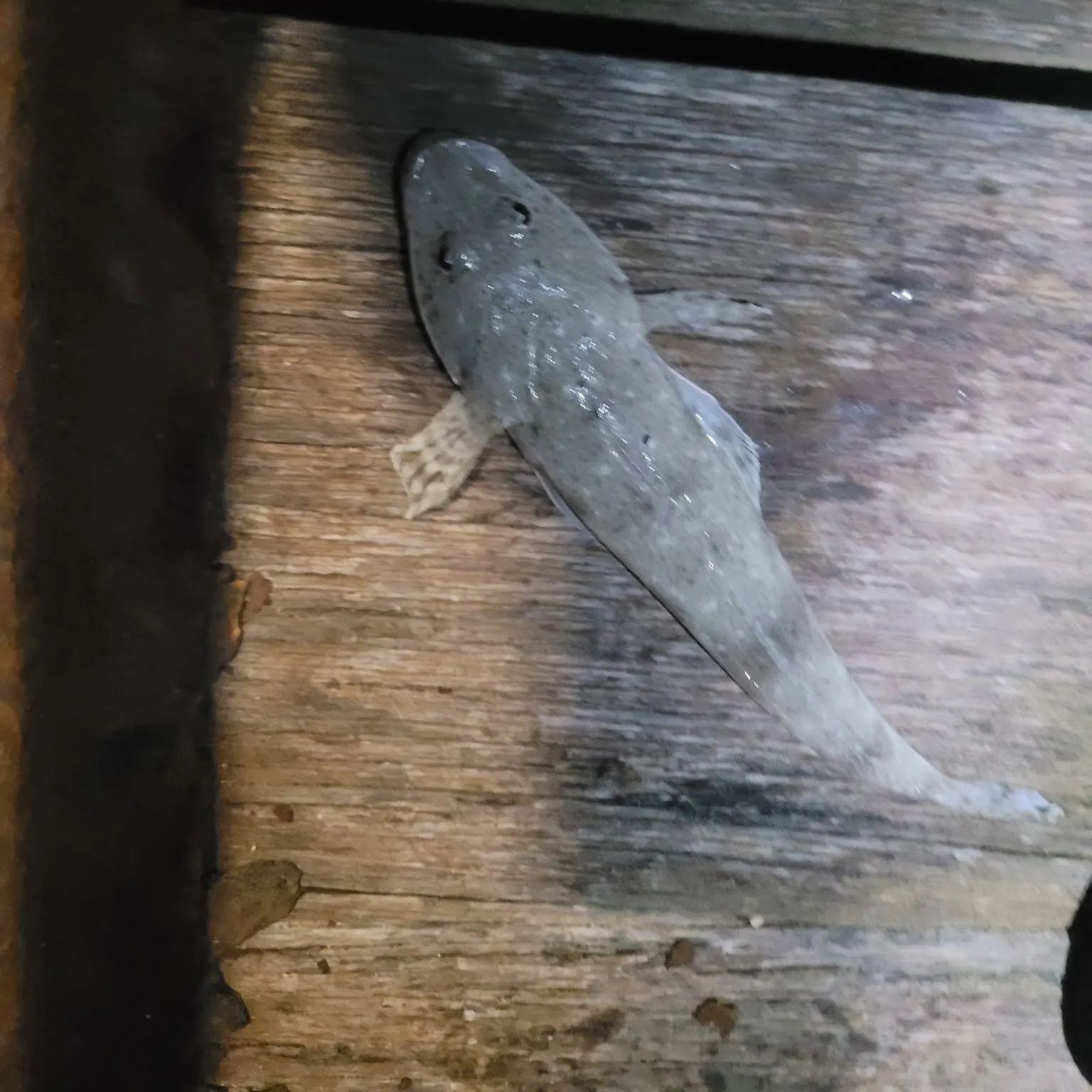 Dusky flathead caught on Fishbrain