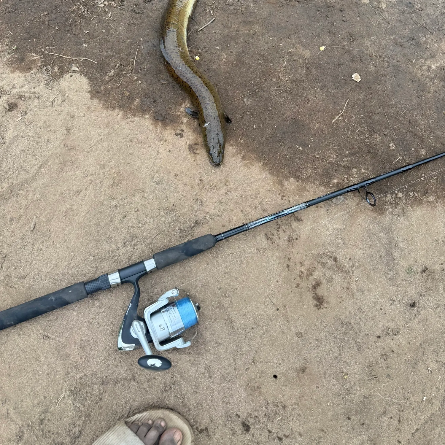 The most recent European eel catches on Fishbrain