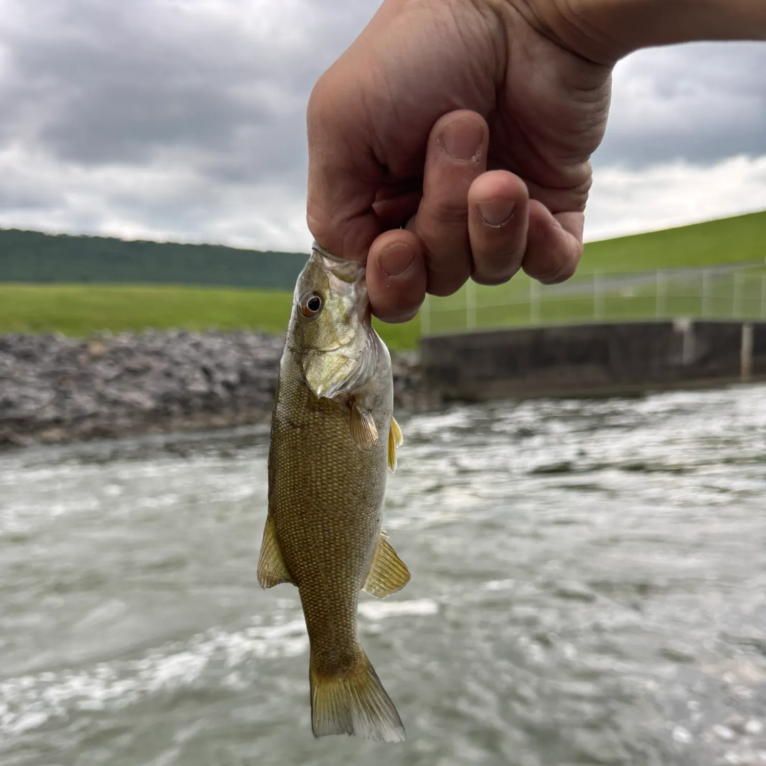 Smallmouth bass caught on Fishbrain