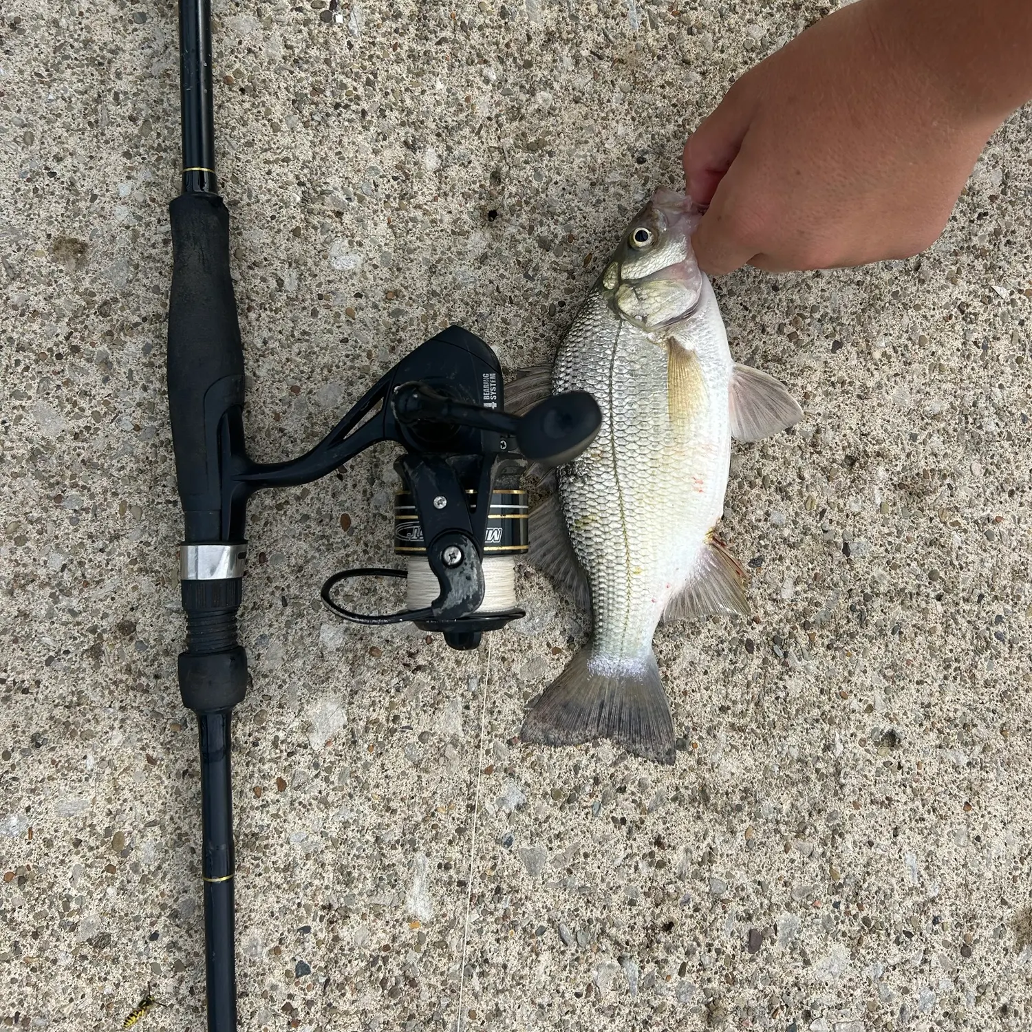 White perch caught on Fishbrain