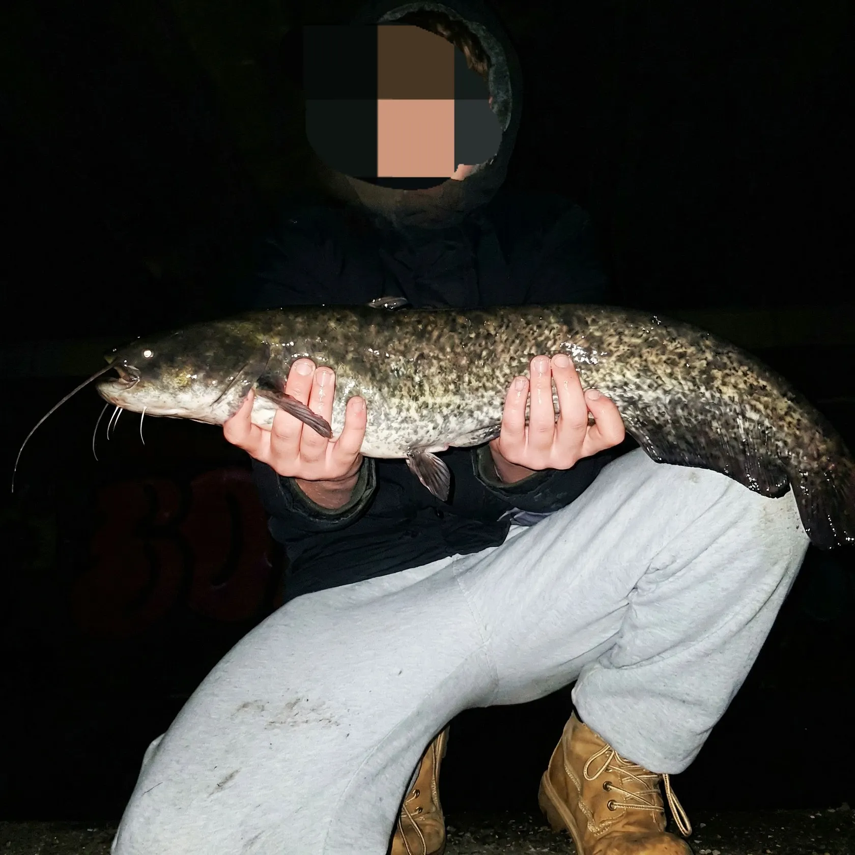 The most recent Wels catfish catches on Fishbrain