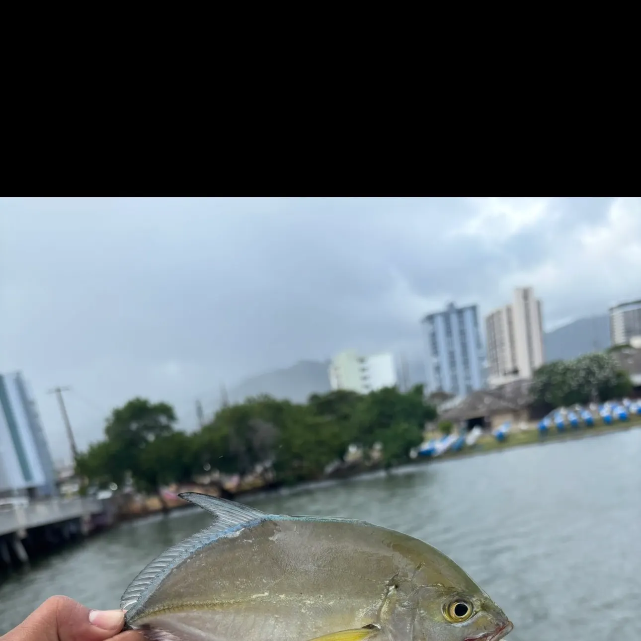 The most recent Bluefin trevally catches on Fishbrain