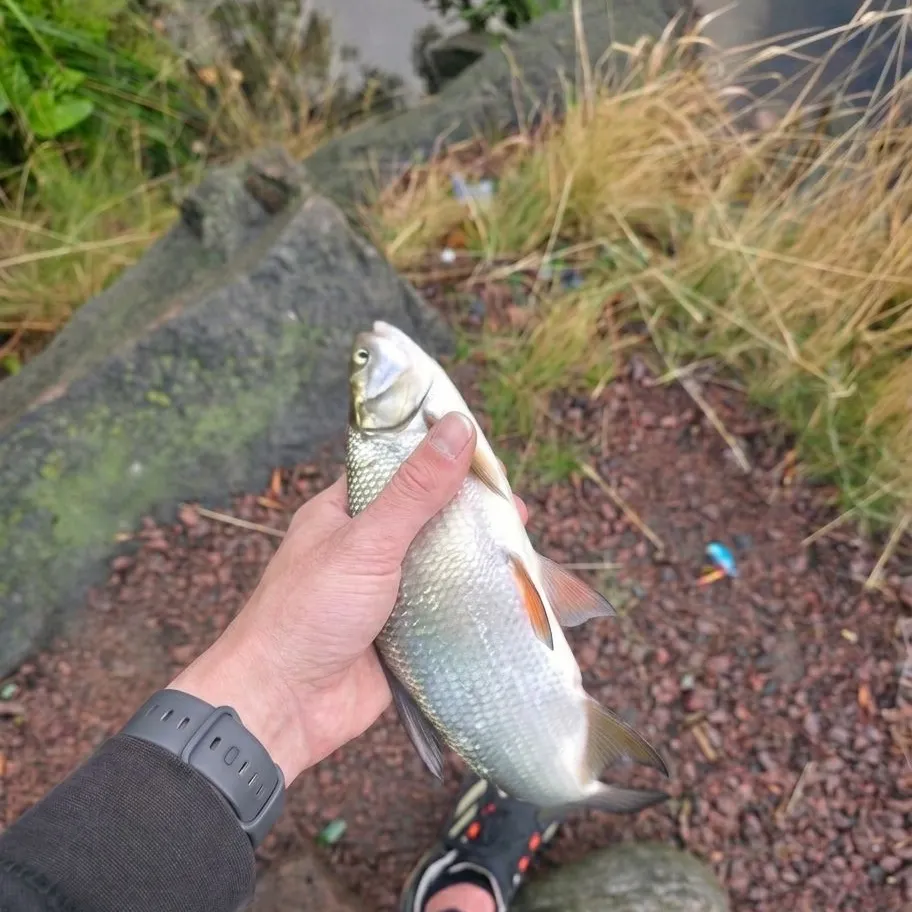 Asp caught on Fishbrain