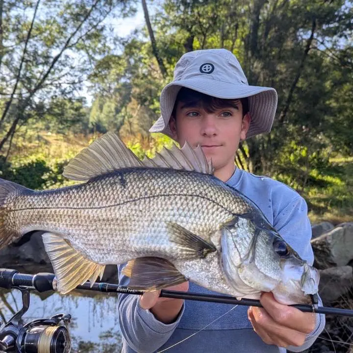 The most recent Estuary perch catches on Fishbrain