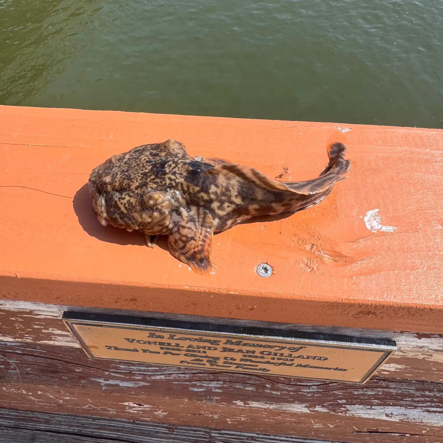 The most recent Oyster toadfish catches on Fishbrain
